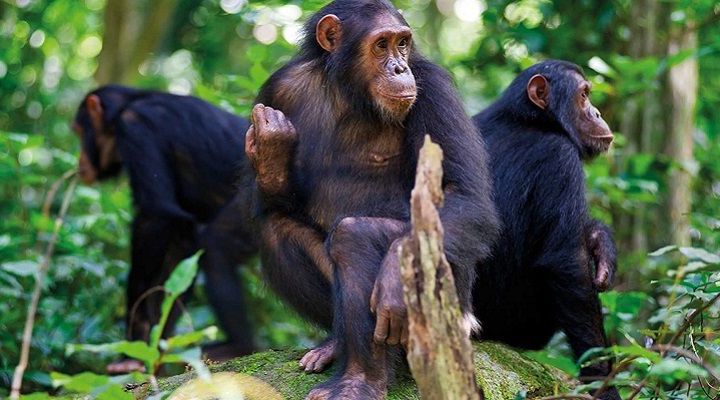 CYAMUDONGO CHIMPS EXPERIENCE